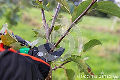 An apple tree blooms in the garden in autumn Stock Photo