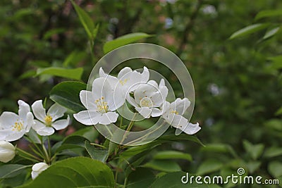The apple tree in blossom with pink and white flower 19751 Stock Photo
