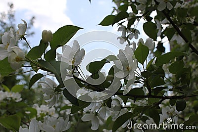 The apple tree in blossom with pink and white flower 19753 Stock Photo