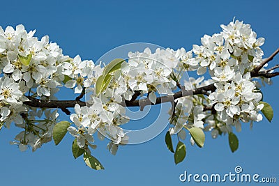 Apple tree blossoming branch Stock Photo