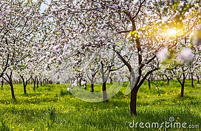 apple tree Stock Photo