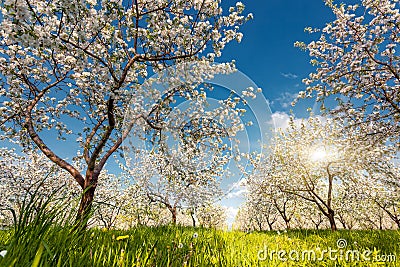 Apple tree Stock Photo