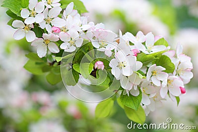 Apple tree branch with pure white blossoms Stock Photo