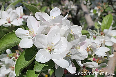 Apple tree branch Stock Photo