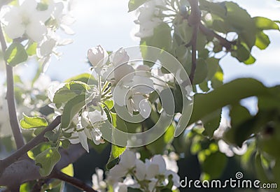 Apple tree branch with white flowers Stock Photo