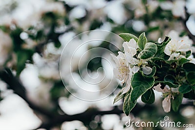 Apple tree branch, with white flowers, apple blossom in spring. pollination. trees in the park Stock Photo