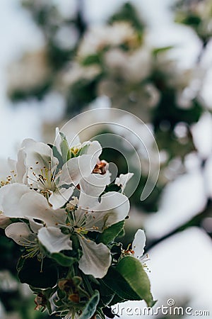 Apple tree branch, with white flowers, apple blossom in spring. pollination. trees in the park Stock Photo