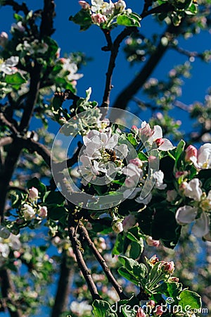 Apple tree branch, with white flowers, apple blossom in spring. pollination. trees in the park Stock Photo