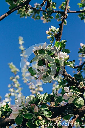 Apple tree branch, with white flowers, apple blossom in spring. pollination. trees in the park Stock Photo