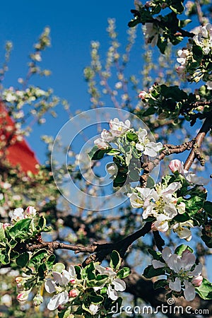 Apple tree branch, with white flowers, apple blossom in spring. pollination. trees in the park Stock Photo