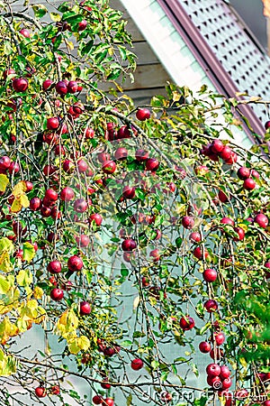 Apple tree with branches full of red apples at countryside. Organic rustic food and fertility concept. Home gardening concept. Stock Photo