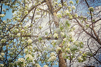 Apple tree branches full of white blossoms Stock Photo