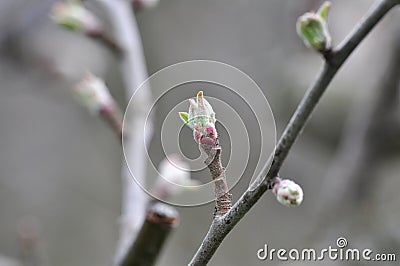 Apple tree bud closeup Stock Photo