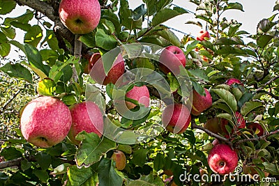 Apple tree bursting with ripening red fruit in farm orchard Stock Photo