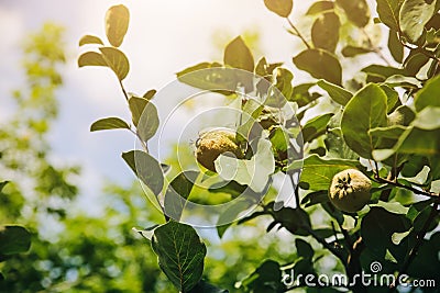 Apple tree with disease and apples fruit. Home plants in garden Stock Photo