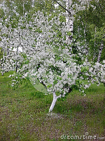 Apple tree, entirely covered with white flowers. Stock Photo