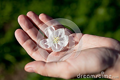 Apple-tree flower on human palm Stock Photo