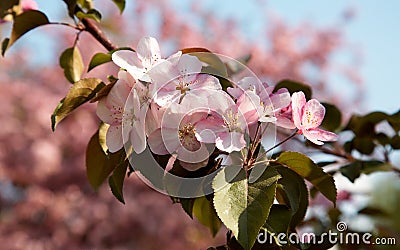 Apple-tree flowers Stock Photo