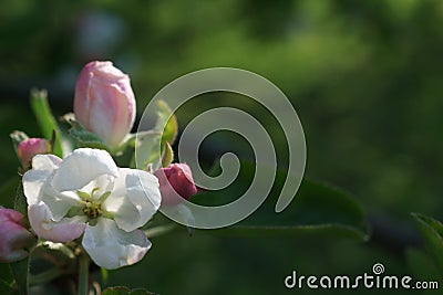 Apple tree flowers blossoming in the sunny garden Stock Photo