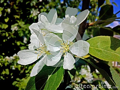 Apple tree flowers Stock Photo