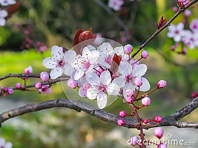 Apple tree flowers Stock Photo