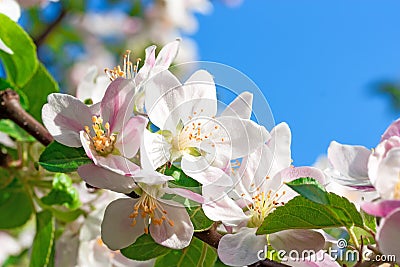 Apple tree in flowers. Stock Photo