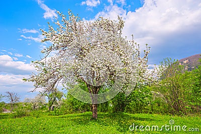 Apple tree with flowers. Stock Photo