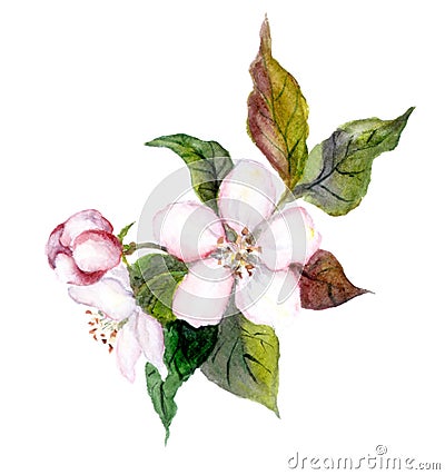 Apple tree flowers, watercolor illustration Cartoon Illustration