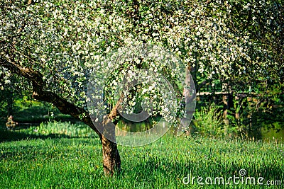 Apple tree in full blossom. Spring picturesque garden. Stock Photo