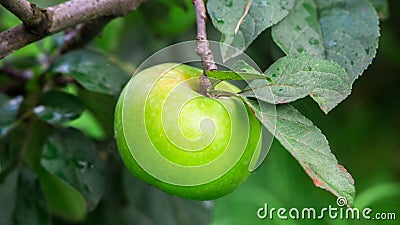 Apple tree in the garden. apples in the branch Stock Photo