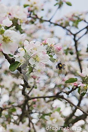 Apple tree in the garden. Spring blooming tree. Beautiful apple flowers on branch Stock Photo