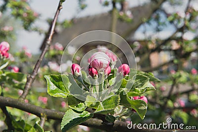 Apple tree in the garden. Spring blooming tree. Beautiful apple flowers on branch Stock Photo