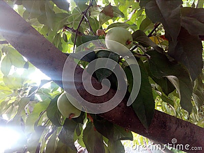 An apple tree Stock Photo