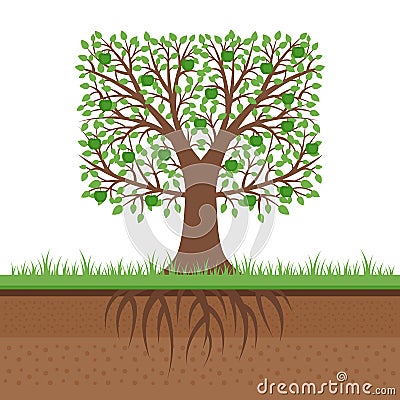 Apple tree with green apples and roots. Soil cut. Gardening concept. Flat design, vector illustration. Vector Illustration