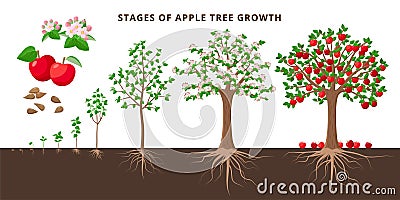 Apple tree growing stages - vector botanical illustration in flat design isolated on white background. Apple tree life Vector Illustration