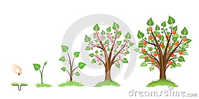 Apple tree growth Vector Illustration