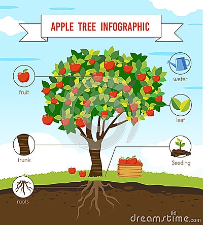 Apple tree infographic Vector Illustration