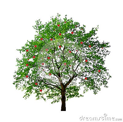 Apple tree isolated Stock Photo