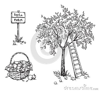 Apple tree with a ladder and a basket of ripe appples, apple farm vector illustration Vector Illustration