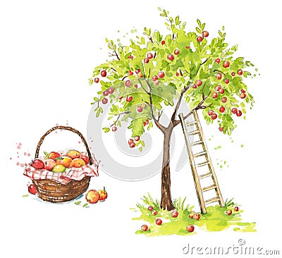 Apple tree with a ladder and a basket of ripe appples, apple farm watercolor illustration Cartoon Illustration