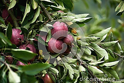 Apple tree laden with ripe fresh fruits Stock Photo