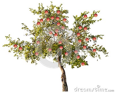 Apple tree with large pink fruits on white Stock Photo