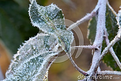 Apple Tree Leaf Frost 02 Stock Photo