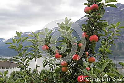 Apple tree Lofthus Stock Photo