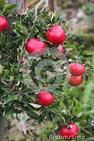 Apple tree Lofthus Stock Photo