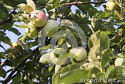 Apple tree with maturing Stock Photo