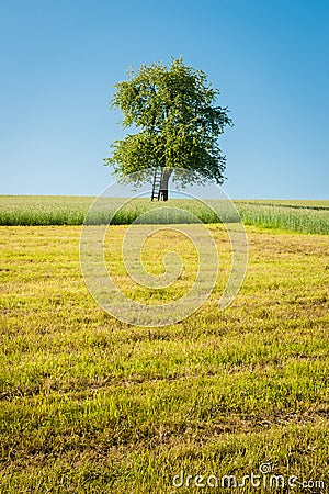Apple Tree in the Meadow Stock Photo