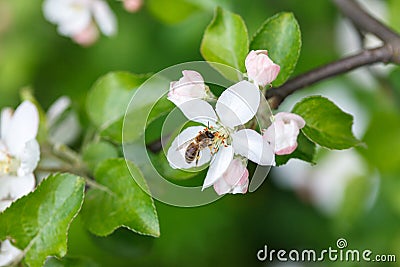 Apple tree pollinating Stock Photo