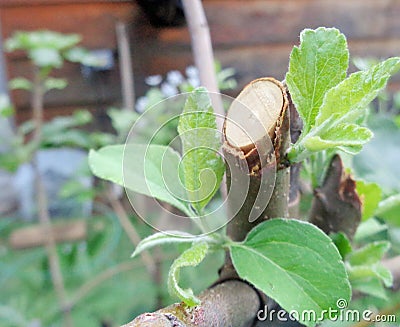 Apple Tree Regrowth Healing After Pruning Stock Photo
