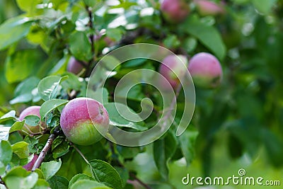 Apple tree with ripe red apples, blurred background Stock Photo